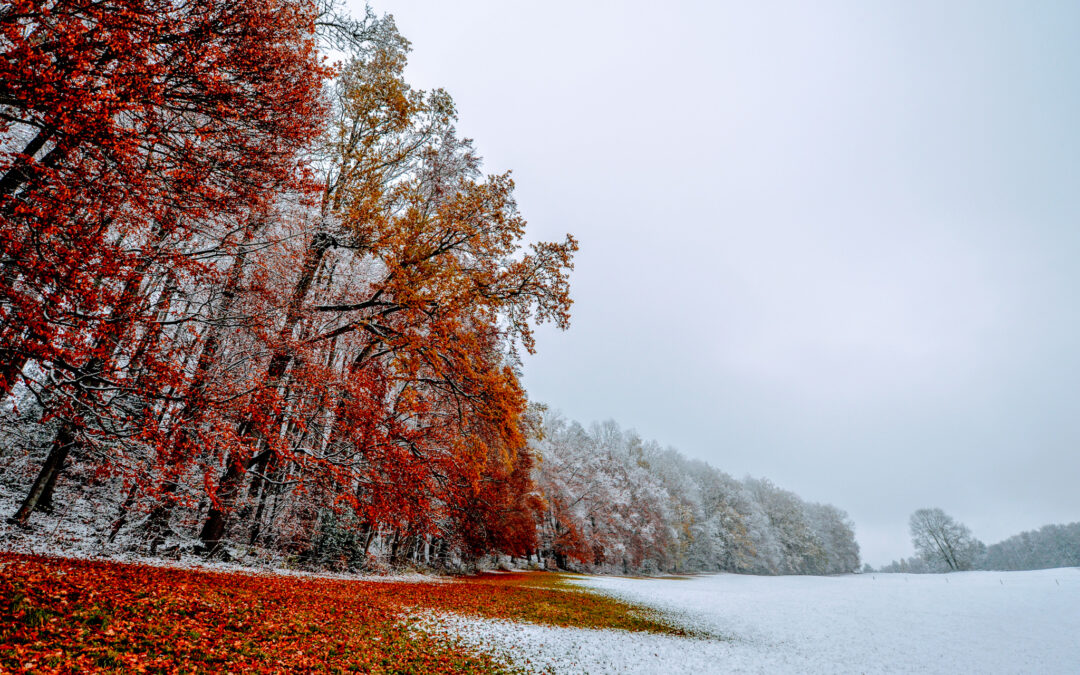 Herbst und Winter am Menzlenwald.